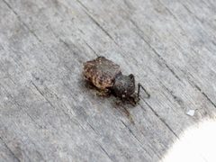 Otiorhynchus raucus 02 by AfroBrazilian. Used under a CC BY-SA 3.0 license.