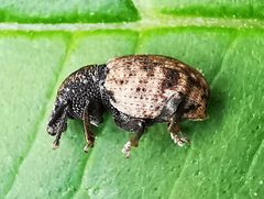Otiorhynchus raucus IMG 20210627 171856 by Jens Milner. Used under a CC BY-SA 4.0 license.