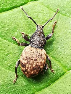 Otiorhynchus raucus IMG 20210627 172825 by Jens Milner. Used under a CC BY-SA 4.0 license.