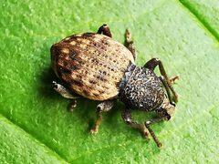 Otiorhynchus raucus IMG 20210627 172922 by Jens Milner. Used under a CC BY-SA 4.0 license.