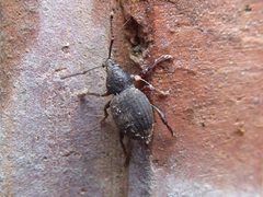 Otiorhynchus raucus Kaunas 01 by Syrio. Used under a CC BY-SA 4.0 license.