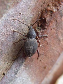 Otiorhynchus raucus Kaunas 02 by Syrio. Used under a CC BY-SA 4.0 license.