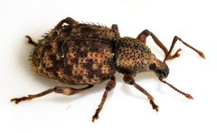 Otiorhynchus-carinatopunctatus-05-fws by Francisco Welter-Schultes. Used under a CC0 license.