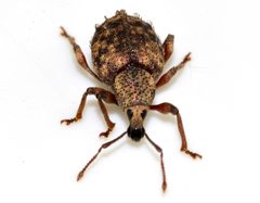 Otiorhynchus-carinatopunctatus-11-fws by Francisco Welter-Schultes. Used under a CC0 license.