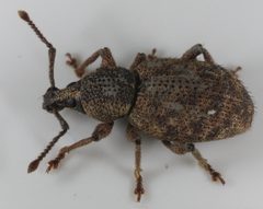 Otiorhynchus scaber by Magne Flåten. Used under a CC BY-SA 3.0 license.