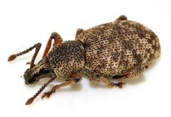 Otiorhynchus-singularis-11-fws by Francisco Welter-Schultes. Used under a CC0 license.