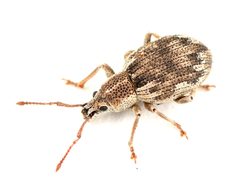 Peritelinus oregonus - inat 74429971 by {{{name}}}. Used under a CC BY 4.0 license.