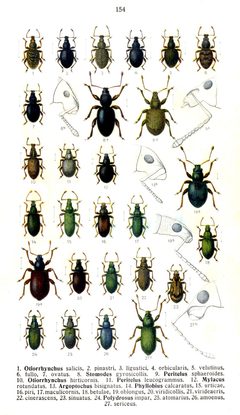 Reitter-1916-plate154 by Edmund Reitter
. Used under a Public domain license.