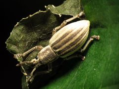 Banded Aphrastus Weevil - Flickr - treegrow by Katja Schulz from Washington, D. C., USA. Used under a CC BY 2.0 license.