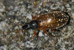 Phyllobius-oblongus-01-fws by Francisco Welter-Schultes. Used under a CC0 license.