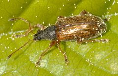 Phyllobius-oblongus-04-fws by Francisco Welter-Schultes. Used under a CC0 license.
