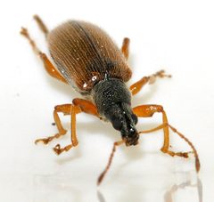 Phyllobius-oblongus-10-fws by Francisco Welter-Schultes. Used under a CC0 license.