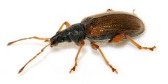 Phyllobius-oblongus-13-fws by Francisco Welter-Schultes. Used under a CC0 license.