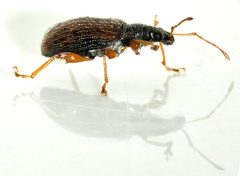 Phyllobius-oblongus-20-fws by Francisco Welter-Schultes. Used under a CC0 license.