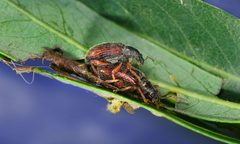 Phyllobius copulation1 by    Richard Bartz, Munich, Germany aka Makro Freak. Used under a CC BY-SA 2.5 license.