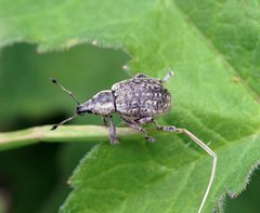 Liophloeus tessulatus - 10 June 2015 by Ben Sale from UK. Used under a CC BY 2.0 license.