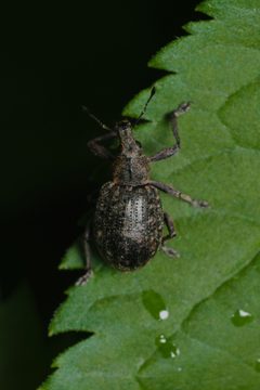 Liophloeus tessulatus dorsal Bytom by Adrian Tync. Used under a CC BY 4.0 license.