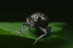 Liophloeus tessulatus front Bytom by Adrian Tync. Used under a CC BY 4.0 license.