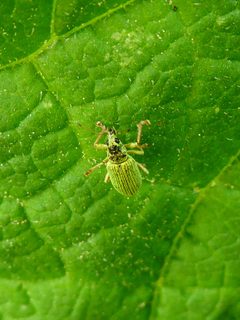 Polydrusus formosus by Syrio. Used under a CC BY-SA 4.0 license.