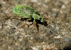 Polydrusus formosus01 by wikipedia. Used under a Attribution license.