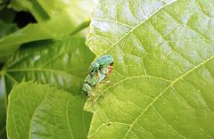 Polydrusus formosus mating on a linden leaf on a linden leaf by Pampuco. Used under a CC BY 4.0 license.