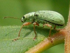 PolydrususSericeus by Smidon33. Used under a CC BY-SA 3.0 license.