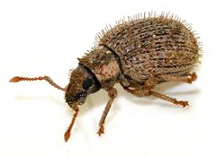 Brachysomus-echinatus-01-fws by Francisco Welter-Schultes. Used under a CC0 license.