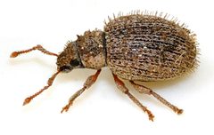 Brachysomus-echinatus-03-fws by Francisco Welter-Schultes. Used under a CC0 license.