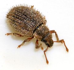 Brachysomus-echinatus-04-fws by Francisco Welter-Schultes. Used under a CC0 license.