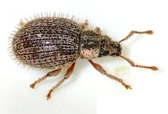 Brachysomus-echinatus-08-fws by Francisco Welter-Schultes. Used under a CC0 license.