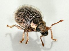 Brachysomus-echinatus-09-fws by Francisco Welter-Schultes. Used under a CC0 license.