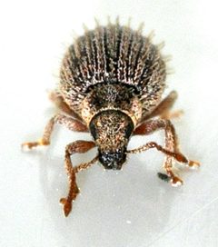 Brachysomus-echinatus-11-fws by Francisco Welter-Schultes. Used under a CC0 license.