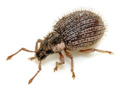 Brachysomus-echinatus-13-fws by Francisco Welter-Schultes. Used under a CC0 license.