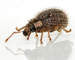 Brachysomus-echinatus-14-fws by Francisco Welter-Schultes. Used under a CC0 license.