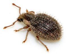 Brachysomus-echinatus-15-fws by Francisco Welter-Schultes. Used under a CC0 license.