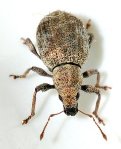 Sciaphilus-asperatus-17-fws by Francisco Welter-Schultes. Used under a CC0 license.