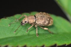 Sciaphilus asperatus by Jakob Jilg. Used under a CC BY-SA 4.0 license.