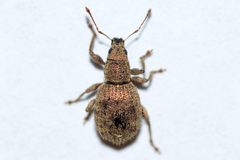 Sciaphilus asperatus 138055961 by Owen Strickland. Used under a CC0 license.