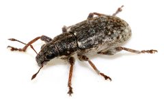 Sitona-cylindricollis-01-fws by Francisco Welter-Schultes. Used under a CC0 license.