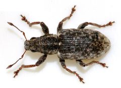 Sitona-cylindricollis-03-fws by Francisco Welter-Schultes. Used under a CC0 license.