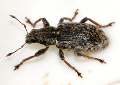 Sitona-cylindricollis-04-fws by Francisco Welter-Schultes. Used under a CC0 license.