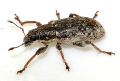 Sitona-cylindricollis-06-fws by Francisco Welter-Schultes. Used under a CC0 license.