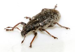 Sitona-cylindricollis-09-fws by Francisco Welter-Schultes. Used under a CC0 license.