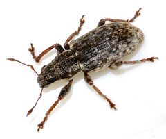 Sitona-cylindricollis-11-fws by Francisco Welter-Schultes. Used under a CC0 license.