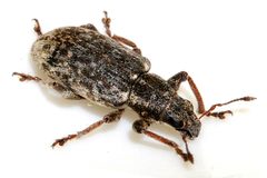 Sitona-cylindricollis-12-fws by Francisco Welter-Schultes. Used under a CC0 license.