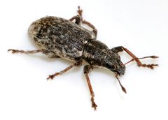 Sitona-cylindricollis-13-fws by Francisco Welter-Schultes. Used under a CC0 license.