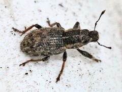 Sitona-hispidulus-01-fws by Francisco Welter-Schultes. Used under a CC0 license.