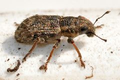 Sitona-hispidulus-03-fws by Francisco Welter-Schultes. Used under a CC0 license.