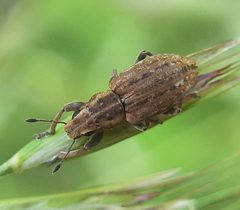 Sitona lepidus 139978534 by Will Linnard. Used under a CC BY 4.0 license.