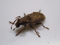 Sitona lepidus 152074351 by Maria. Used under a CC BY 4.0 license.